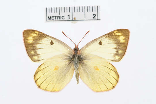 Image of Colias flaveola Blanchard 1852