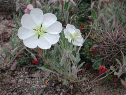 Image of Oenothera avita (W. Klein) W. Klein