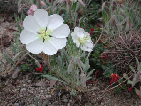 Imagem de Oenothera avita (W. Klein) W. Klein