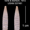 Plancia ëd Liocallonia canaletensis rinconadensis C. Torre & Bartsch 1972