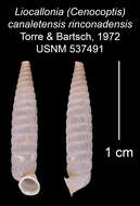 Plancia ëd Liocallonia canaletensis rinconadensis C. Torre & Bartsch 1972