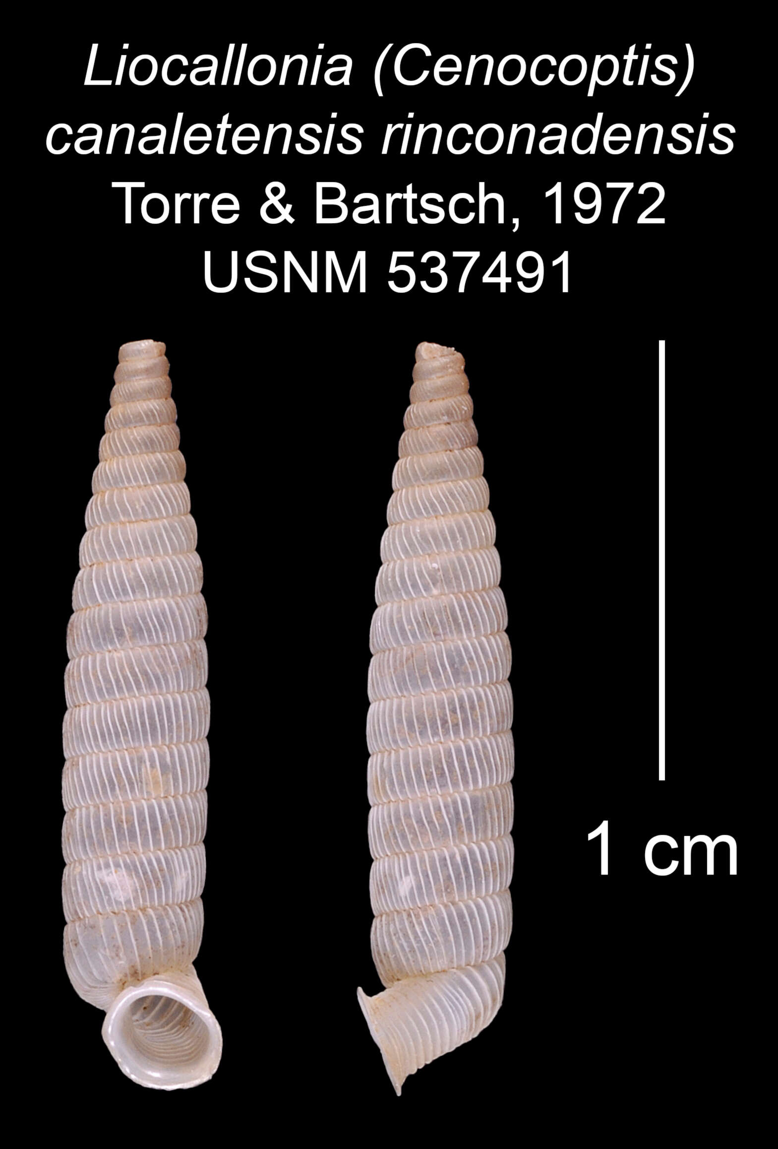 Imagem de Liocallonia canaletensis rinconadensis C. Torre & Bartsch 1972