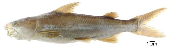 Image of Taylor's sea catfish