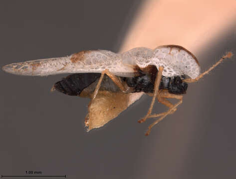 Image of Corythucha confraterna Gibson 1918