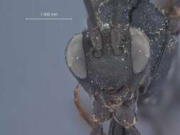 Image of Trychosis atrorubens Townes 1962