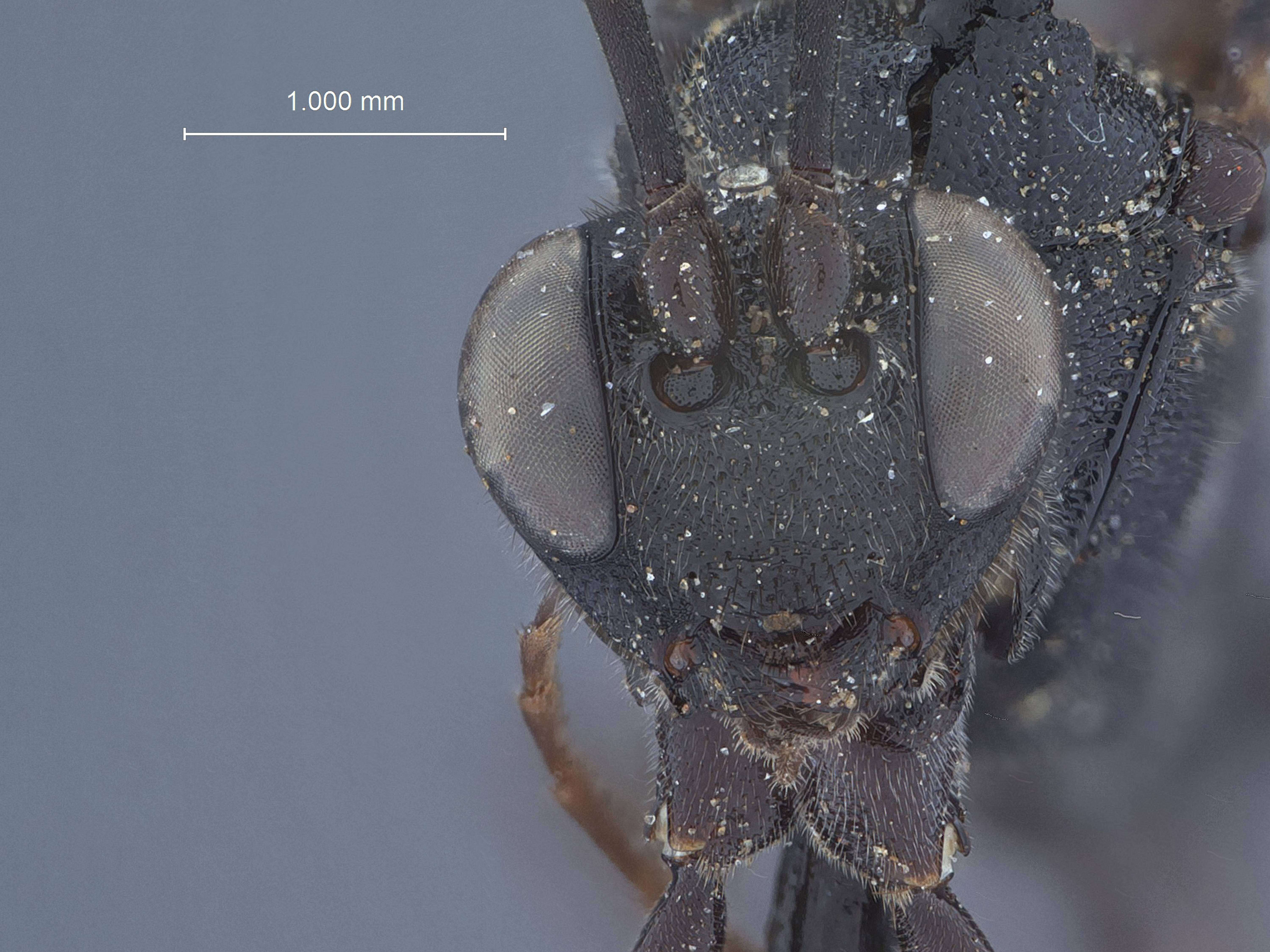 Image of Trychosis atrorubens Townes 1962