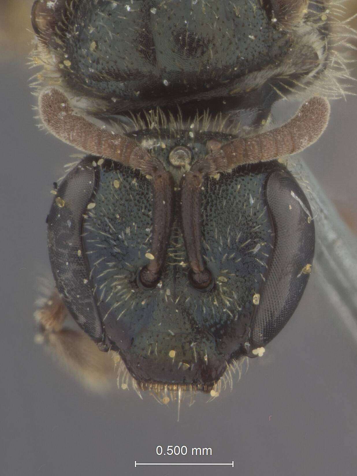 Image of Halictus