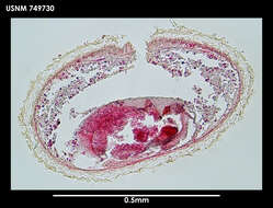 Image of Lituiherpia spermathecata Salvini-Plawen 1978