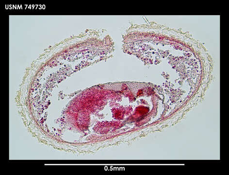 Image of Lituiherpia spermathecata Salvini-Plawen 1978