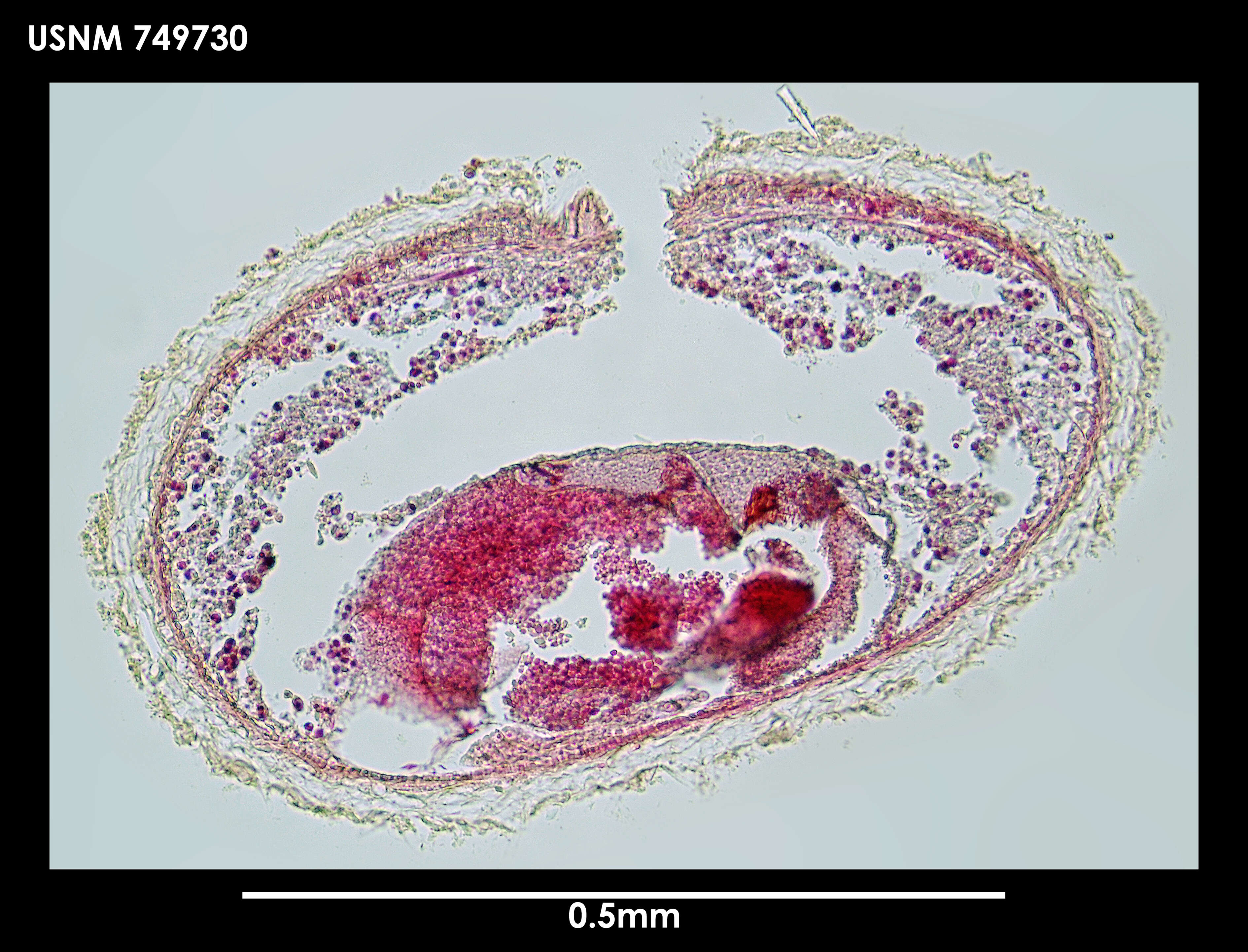 Image of Lituiherpia Salvini-Plawen 1978