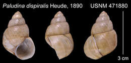 Image of Sinotaia dispiralis (Heude 1890)