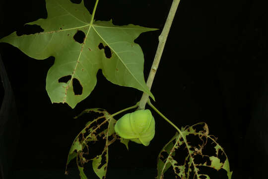 Image of Jatropha alamanii Müll. Arg.