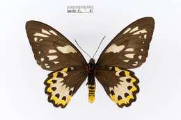 Image of Ornithoptera richmondia (Gray (1853))