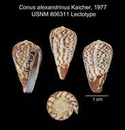 Sivun Conus alexandrinus Kaicher 1977 kuva