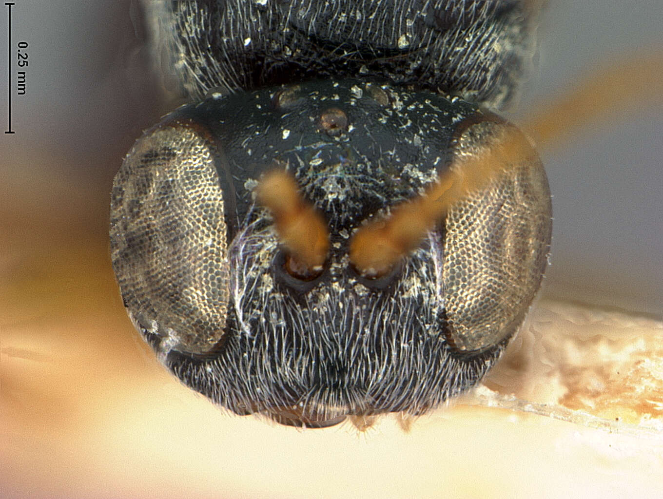 Image of <i>Periclistus arefactus</i>