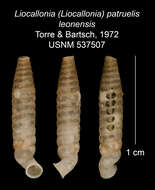 Plancia ëd Liocallonia patruelis leonensis C. Torre & Bartsch 1972