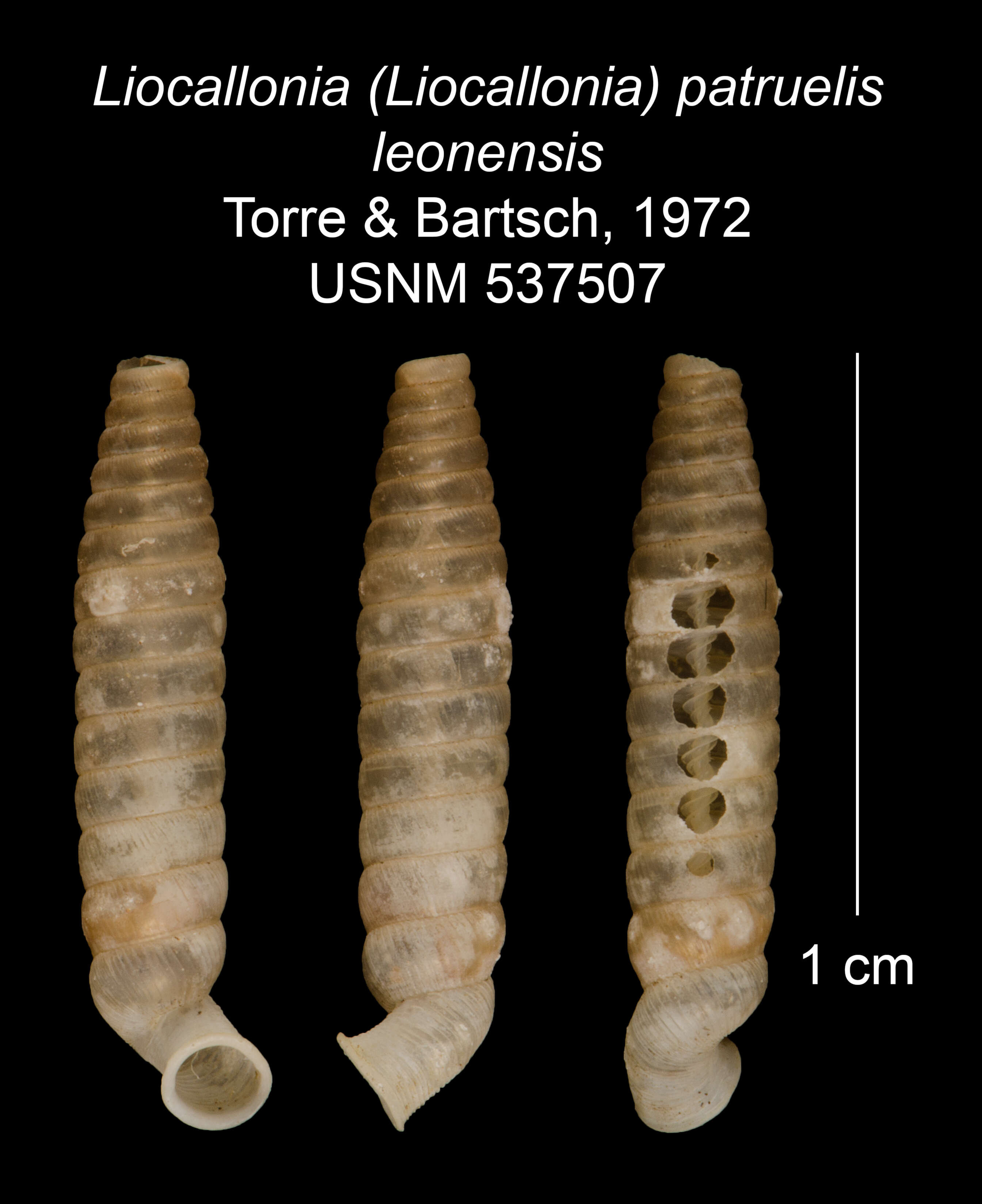 Imagem de Liocallonia patruelis leonensis C. Torre & Bartsch 1972