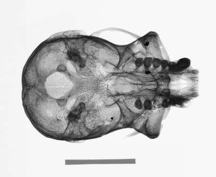 Image de Hylobates lar entelloides I. Geoffroy Saint-Hilaire 1842