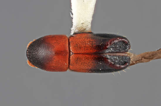 Image of Tricolus subopacus Wood 2007