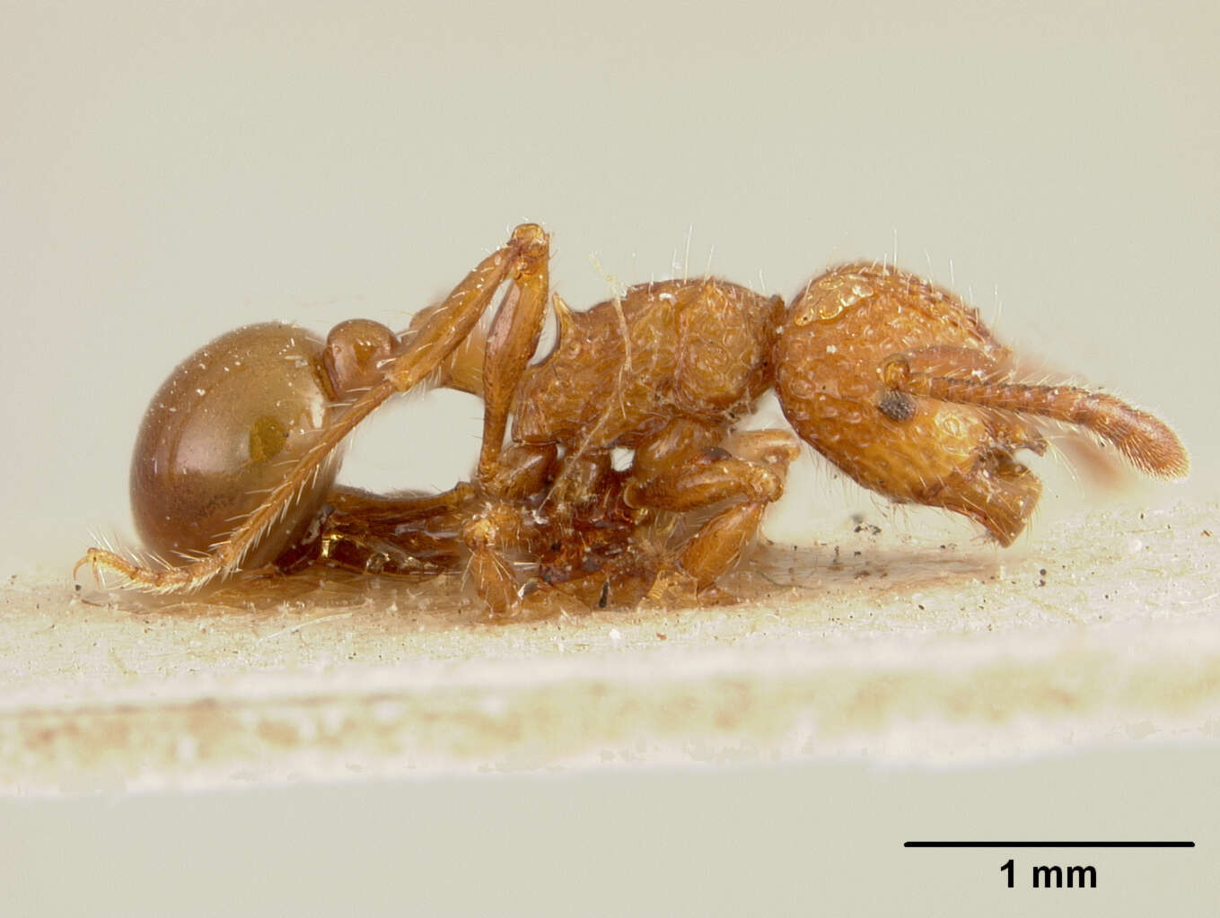 صورة Pristomyrmex brevispinosus Emery 1887