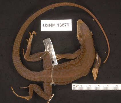 Image of Ameiva fuliginosa (Cope 1892)