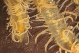 Image de Trypanosyllis subgen. Trypanosyllis
