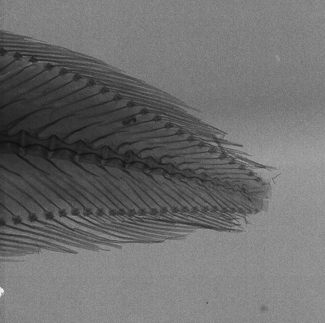 Image of Cataetyx lepidogenys (Smith & Radcliffe 1913)