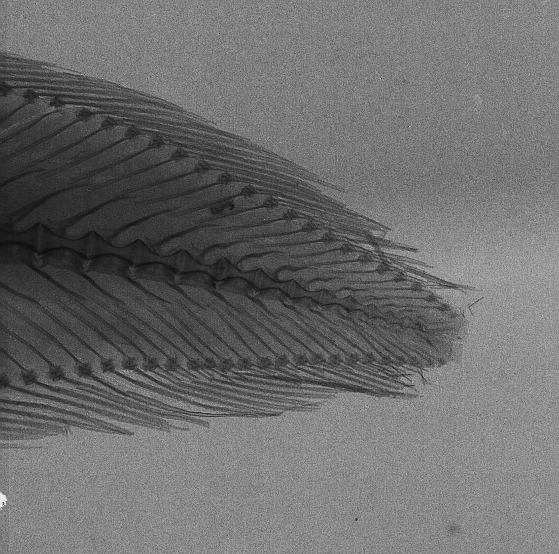 Cataetyx lepidogenys (Smith & Radcliffe 1913)的圖片