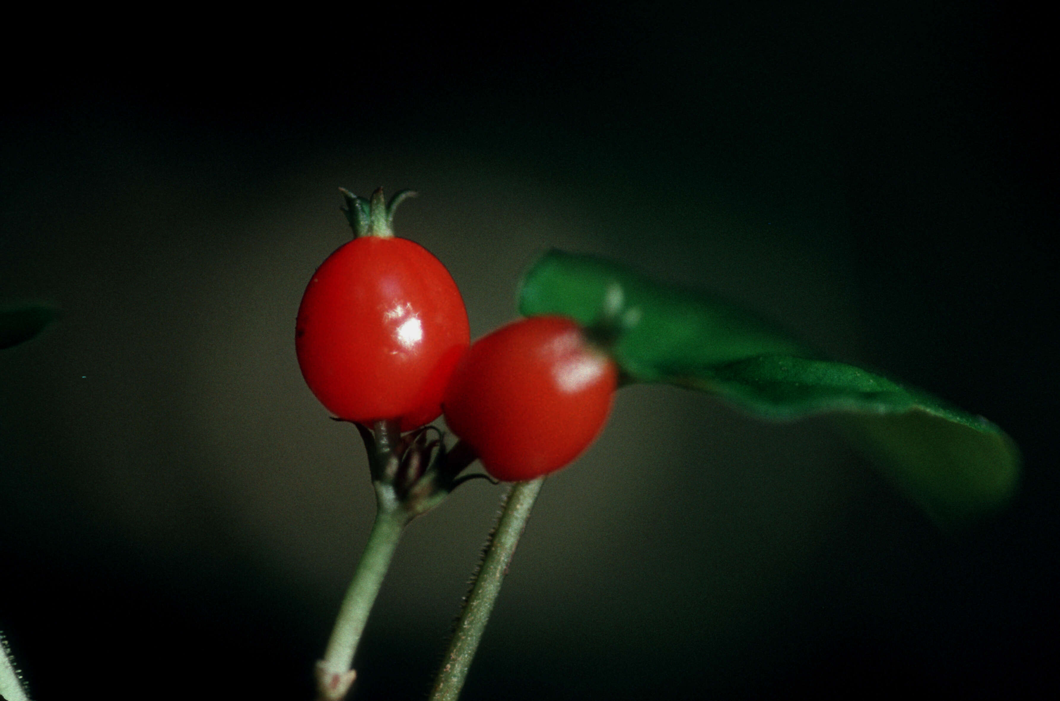 Image de Geophila repens (L.) I. M. Johnst.