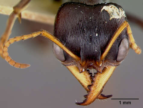 Image of Myrmecia aberrans Forel 1900