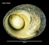 Image of Prisogasterinae Hickman & McLean 1990