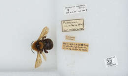 Image de Bombus insularis (Smith 1861)