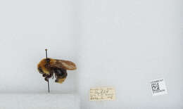 Image de Bombus insularis (Smith 1861)