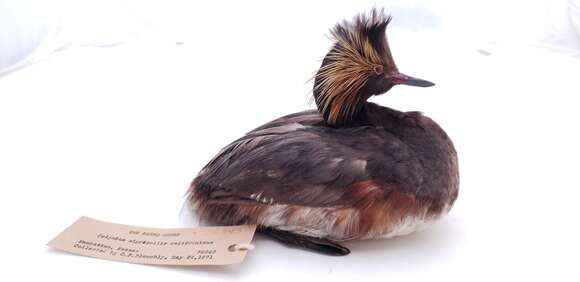 Imagem de Podiceps nigricollis californicus Heermann 1854