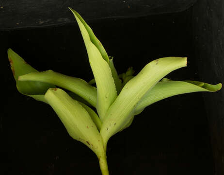 Image of Tradescantia velutina Kunth & C. D. Bouché