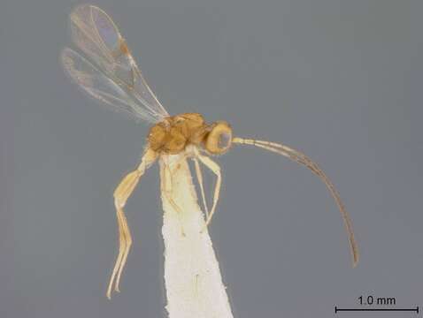 Image of Ecphylus flavus Marsh 1965