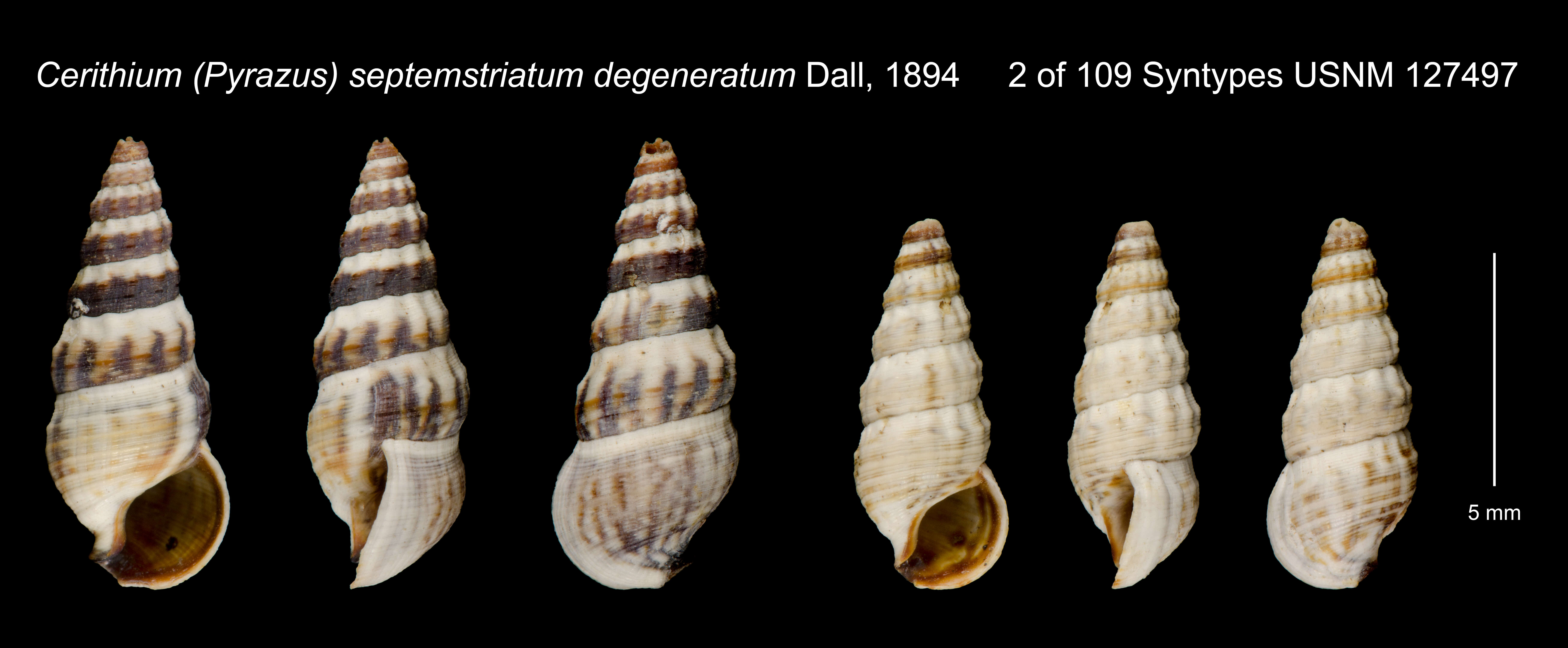 Sivun <i>Cerithium septemstriatum</i> kuva