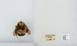 Слика од Bombus affinis Cresson 1864