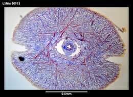 Image of Dokonemertes magellanensis Gibson 1985