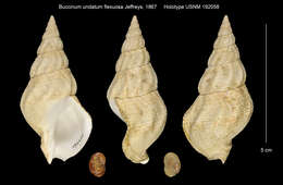 Image of Common whelk