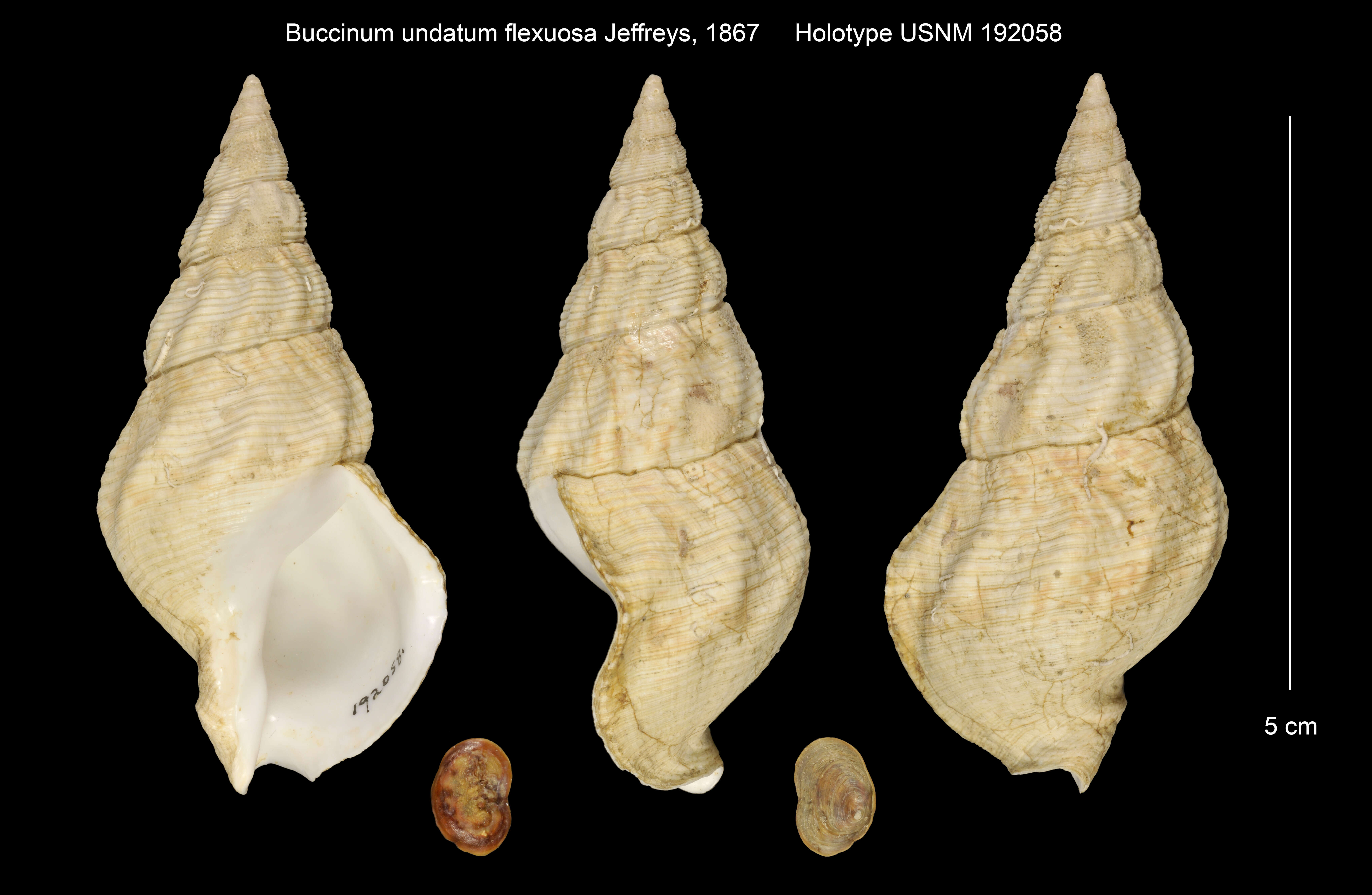 Image of Common whelk