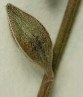 Image of longflower beeblossom