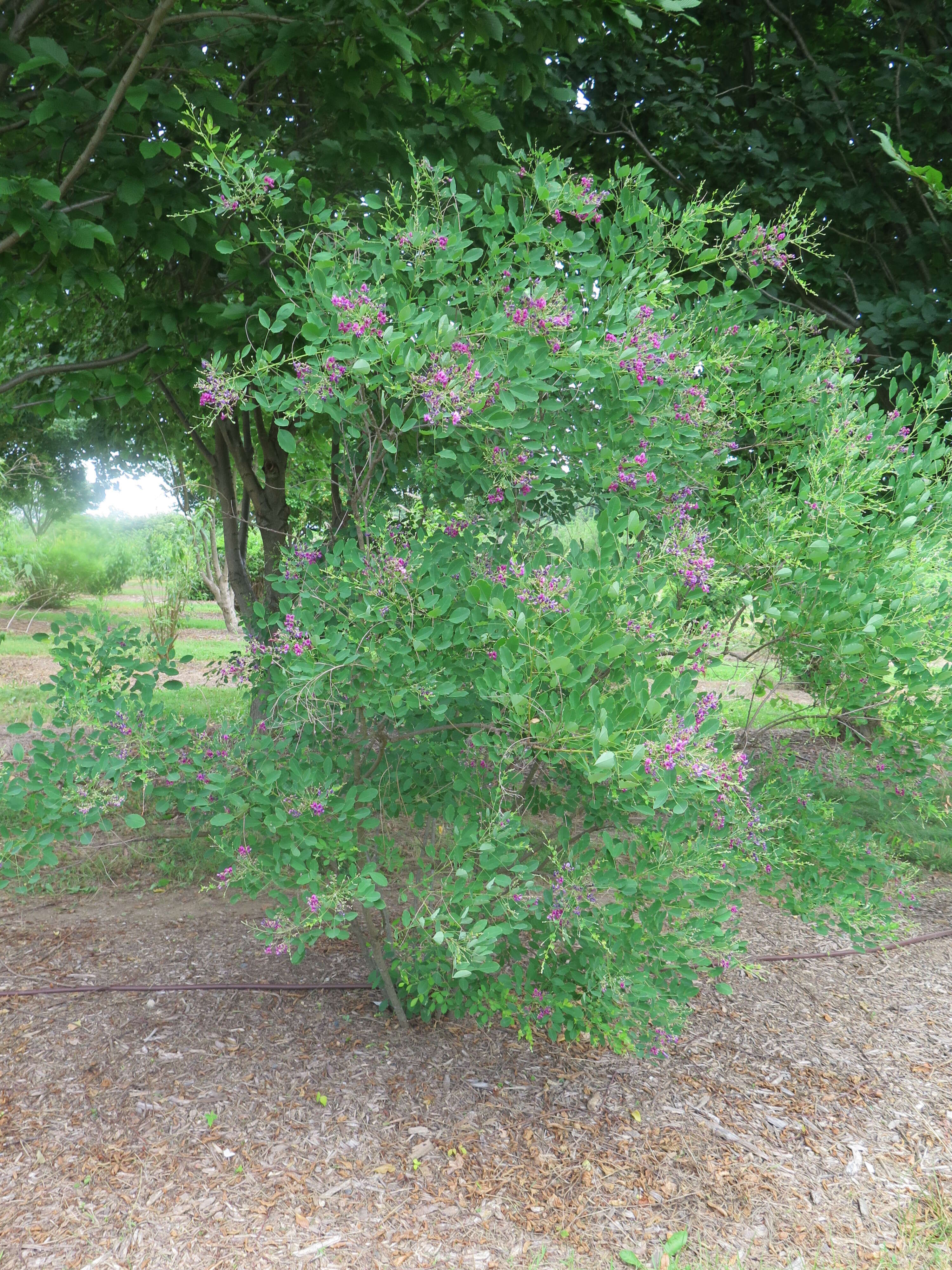 Image of bicolor lespedeza