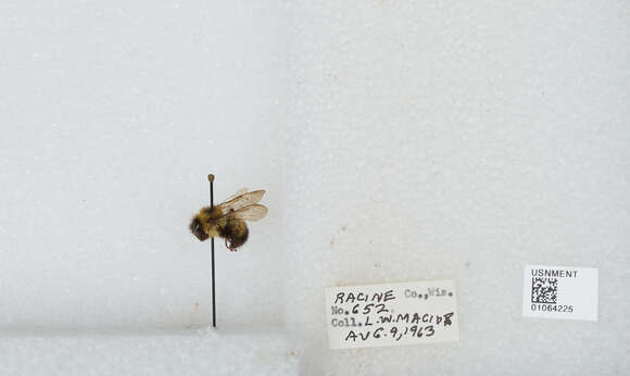 Слика од Bombus affinis Cresson 1864