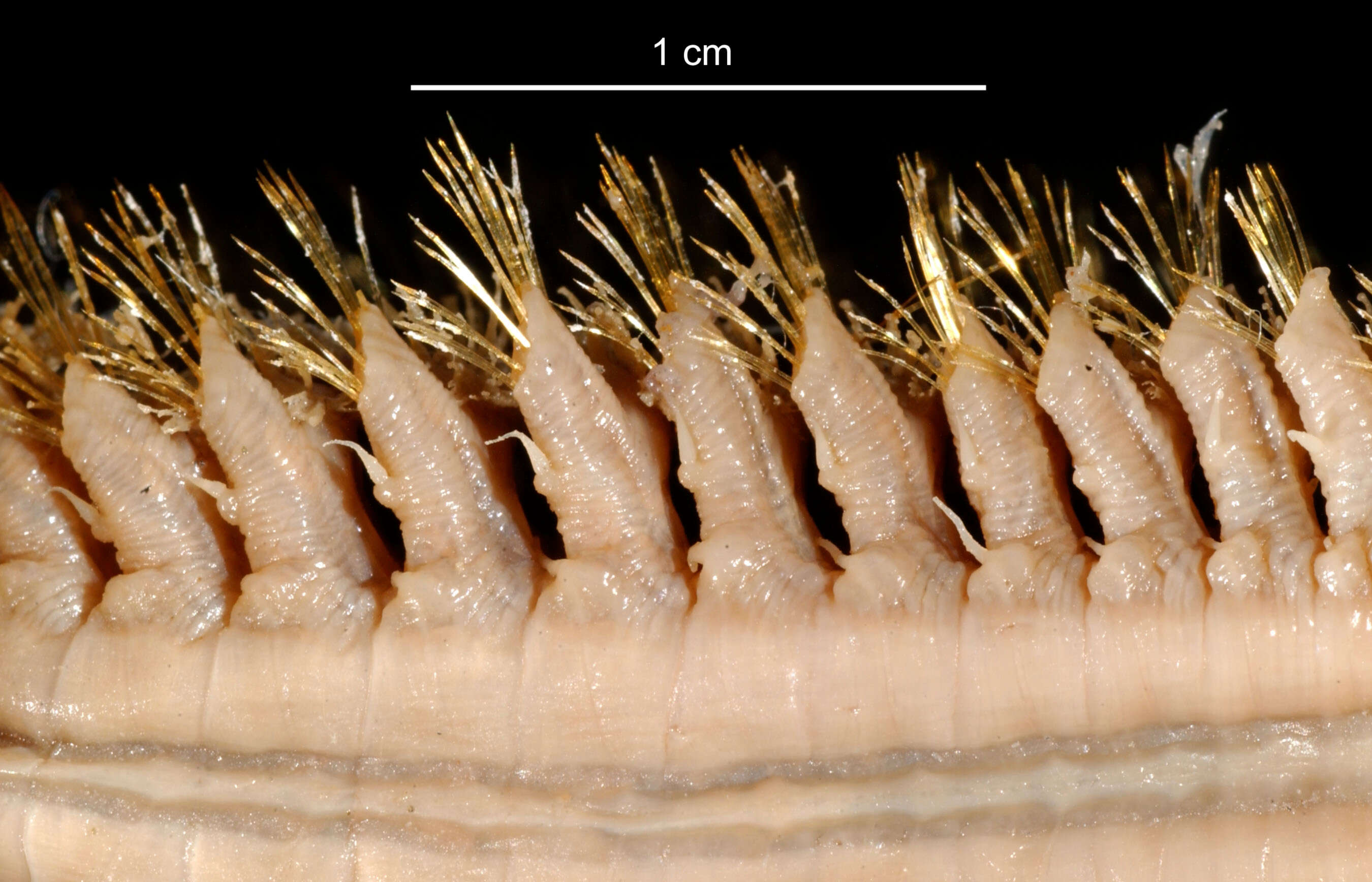 Image de Barrukia cristata (Willey 1902)