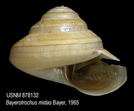 Image of Bayerotrochus midas (Bayer 1965)