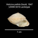 Image of Helicina pallida A. Gould 1847