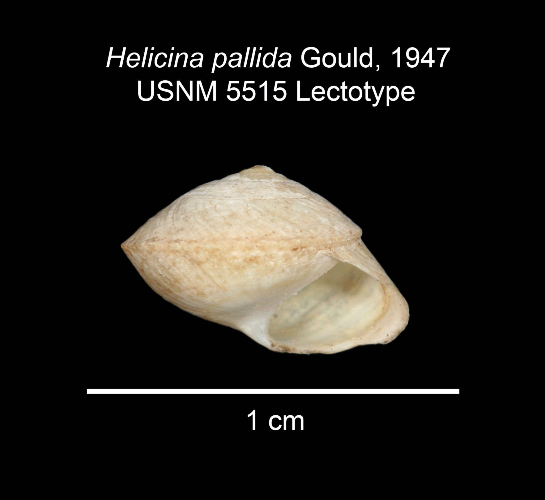 Image of Helicina pallida A. Gould 1847