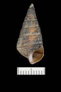 Image of Pleurocera prasinata (Conrad 1834)