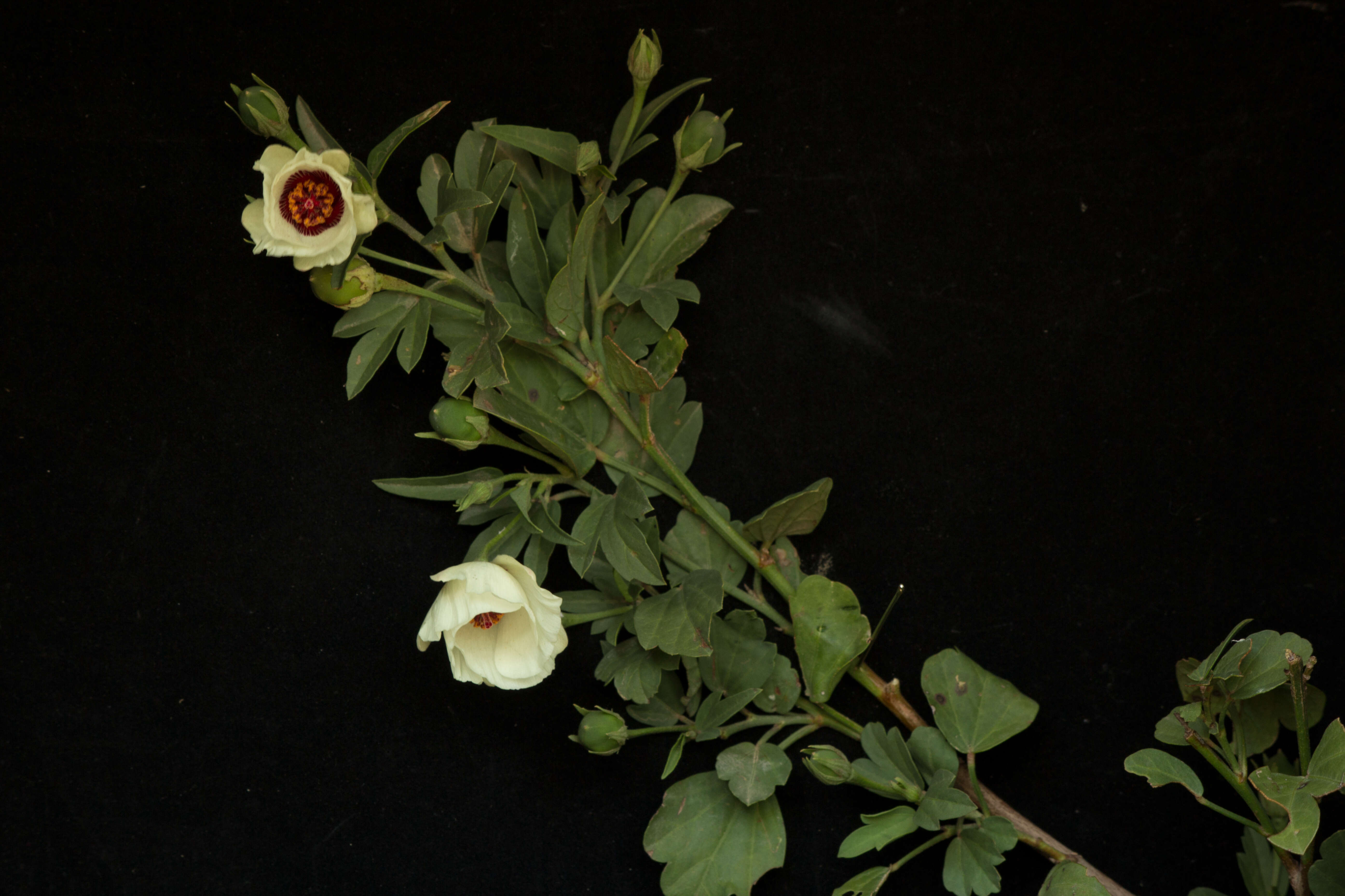 Image of Cienfuegosia rosei Fryxell